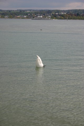 nadupen-lebed.konstanz