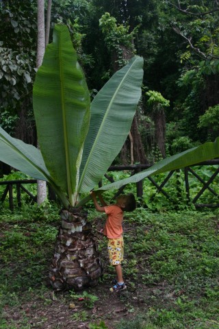 pod-goliama-marulia.thai