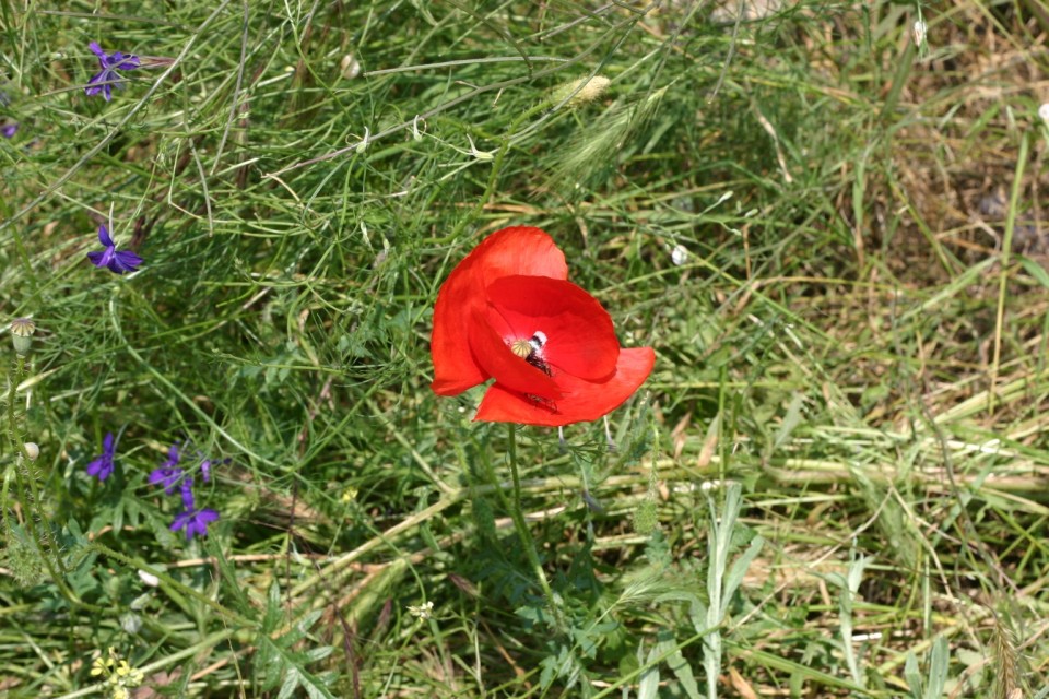мак | poppy