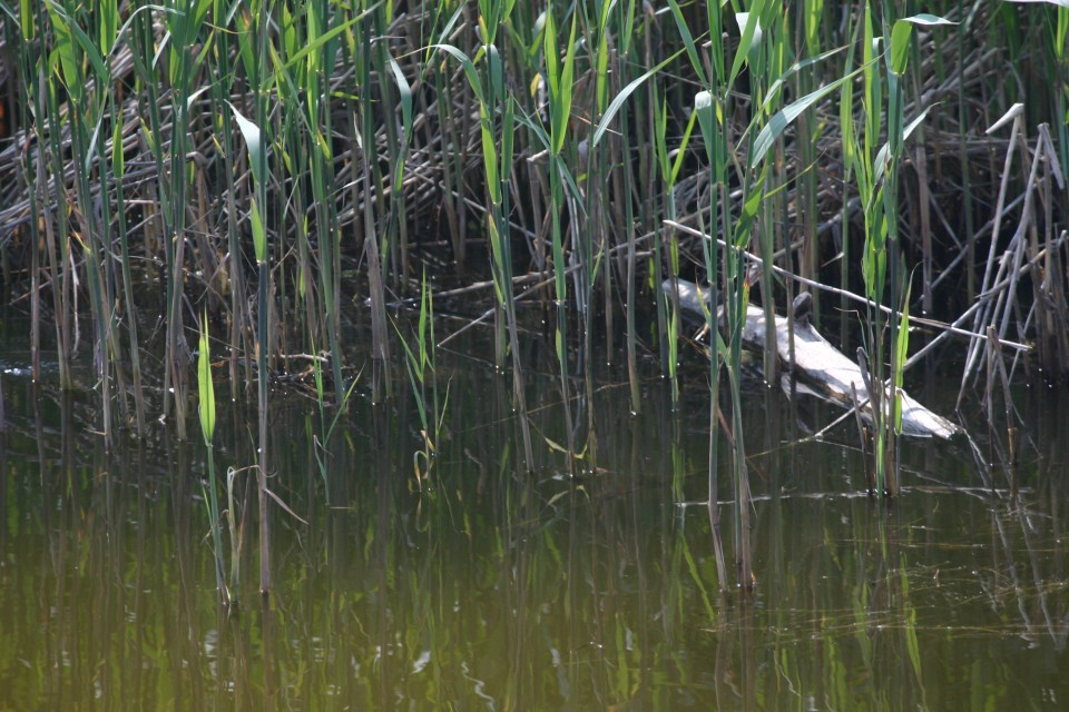 блато | swamp