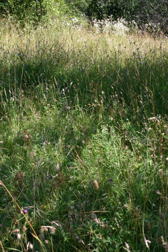 трева | grass