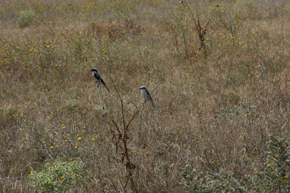 2 птичета на бодил | 2 birds on a thorn