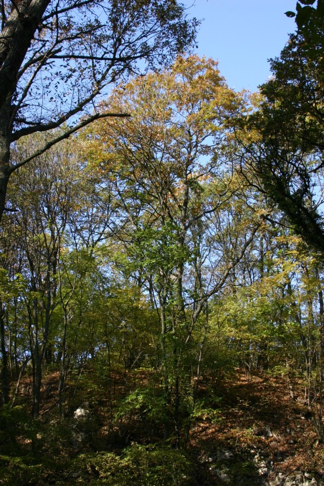есенно дърво | autumn tree