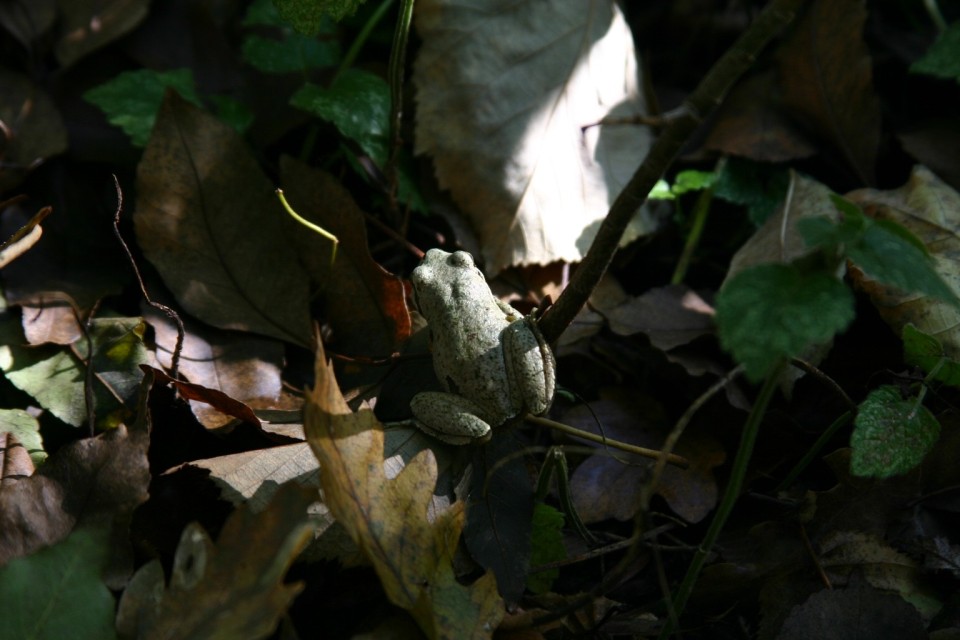 жабка | frog