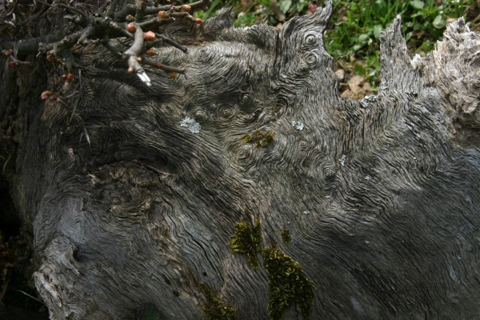 кора | bark
