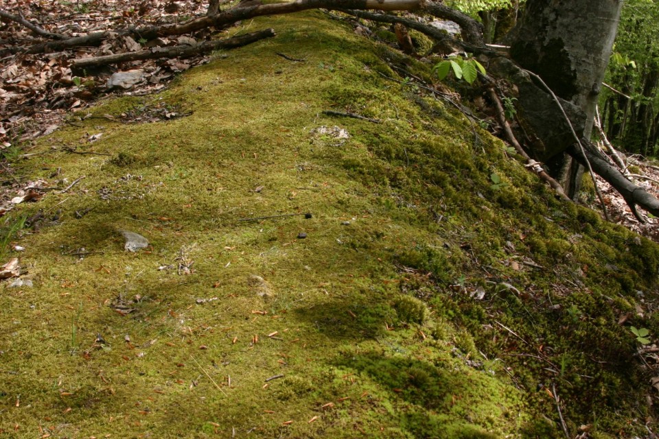 мъх | moss
