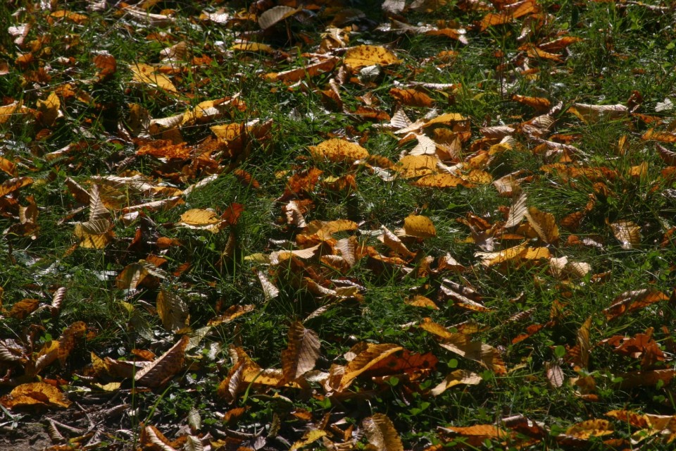 жълти листа в зелена трева | yellow leaves in green grass